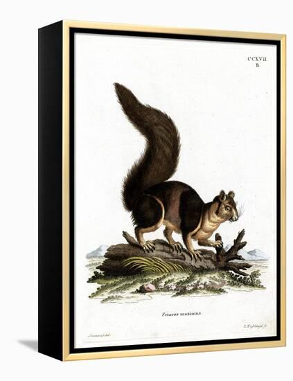 Indian Giant Squirrel-null-Framed Premier Image Canvas