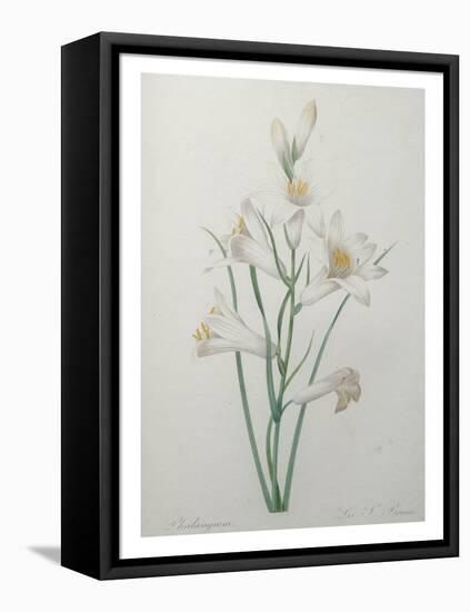 Indian Hyacinth-Pierre-Joseph Redoute-Framed Stretched Canvas