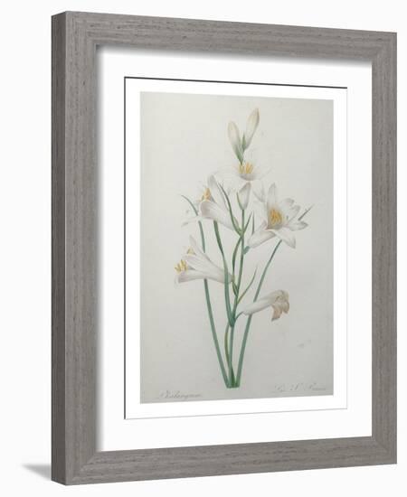 Indian Hyacinth-Pierre-Joseph Redoute-Framed Art Print