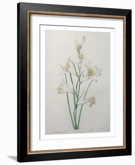 Indian Hyacinth-Pierre-Joseph Redoute-Framed Art Print