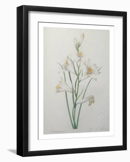 Indian Hyacinth-Pierre-Joseph Redoute-Framed Art Print