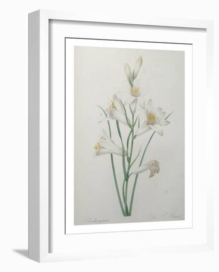 Indian Hyacinth-Pierre-Joseph Redoute-Framed Art Print