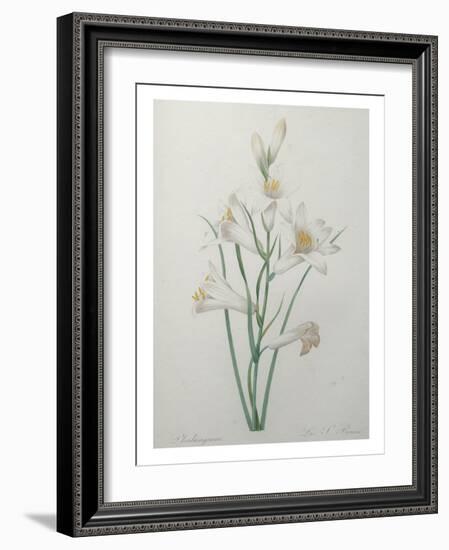 Indian Hyacinth-Pierre-Joseph Redoute-Framed Art Print