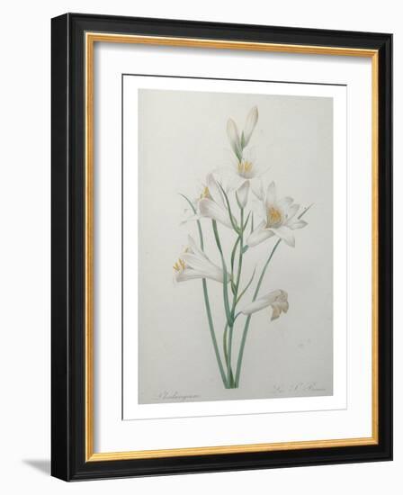 Indian Hyacinth-Pierre-Joseph Redoute-Framed Art Print