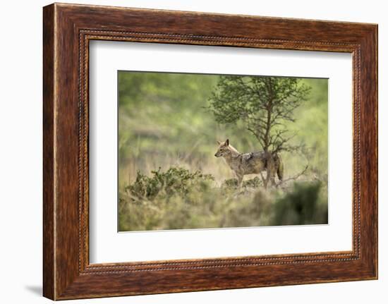 Indian Jackal (Himalayan Jackal) (Canis Aureus Indicus), Ranthambhore, Rajasthan, India-Janette Hill-Framed Photographic Print