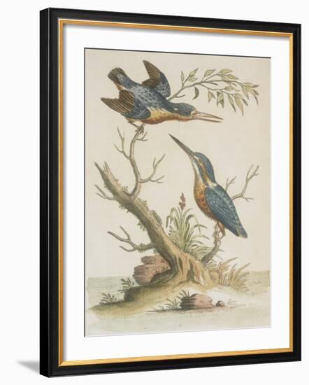 Indian Kingfishers-null-Framed Giclee Print