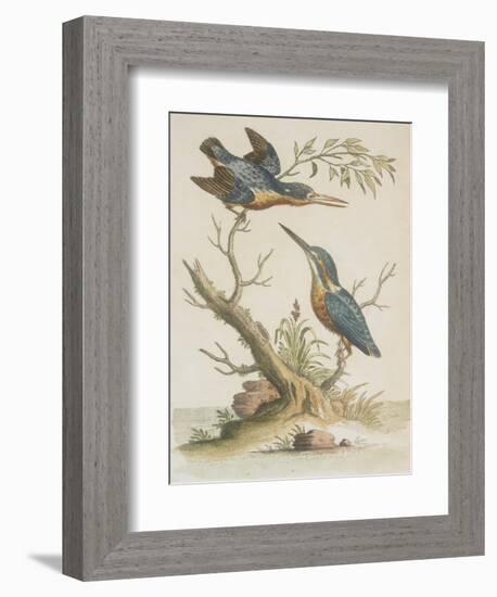 Indian Kingfishers-null-Framed Giclee Print