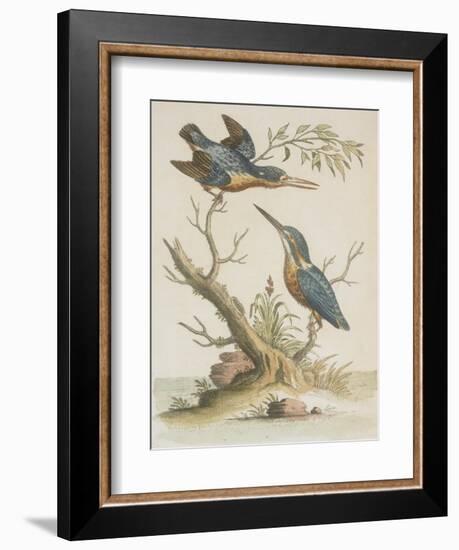 Indian Kingfishers-null-Framed Giclee Print