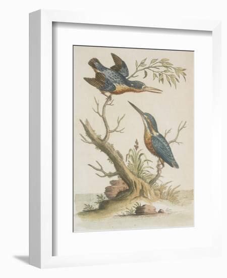 Indian Kingfishers-null-Framed Giclee Print