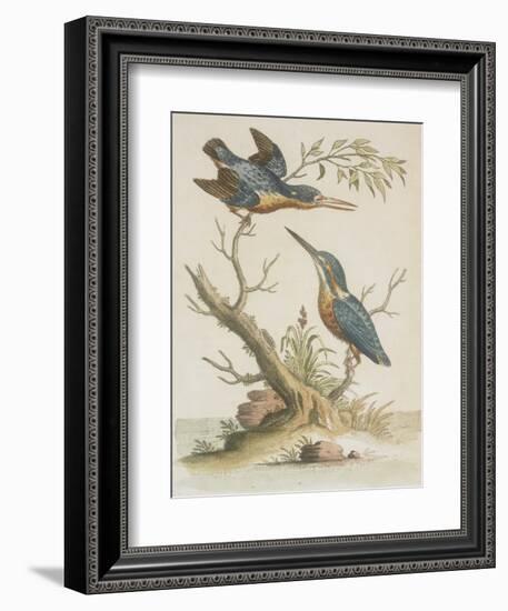 Indian Kingfishers-null-Framed Giclee Print