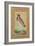 Indian Lapwing, C.1800-Ustad Mansur-Framed Giclee Print