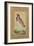 Indian Lapwing, C.1800-Ustad Mansur-Framed Giclee Print