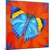 Indian Leaf Butterfly, 2014-Jane Tattersfield-Mounted Giclee Print