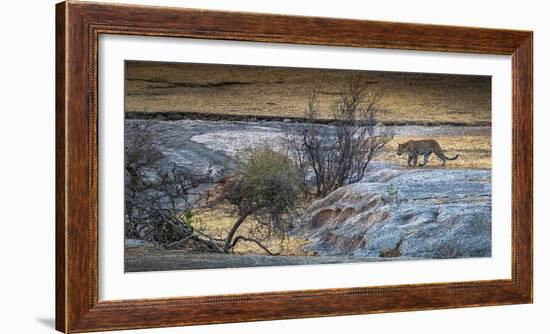 Indian Leopard, India-Art Wolfe Wolfe-Framed Photographic Print
