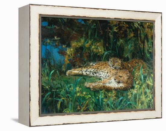 Indian Leopards-John Macallan Swan-Framed Premier Image Canvas