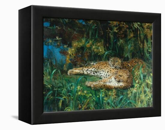 Indian Leopards-John Macallan Swan-Framed Premier Image Canvas