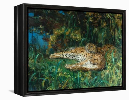 Indian Leopards-John Macallan Swan-Framed Premier Image Canvas