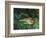 Indian Leopards-John Macallan Swan-Framed Giclee Print