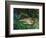 Indian Leopards-John Macallan Swan-Framed Giclee Print