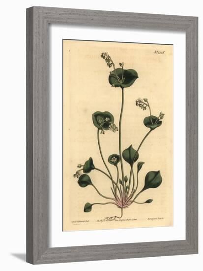 Indian Lettuce, Perfoliate Claytonia, Claytonia Perfoliata-Sydenham Teast Edwards-Framed Giclee Print