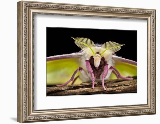 Indian Moon Moth - Indian Luna Moth (Actias Selen) Head-On View Showing Feather-Like Antennae-Alex Hyde-Framed Photographic Print