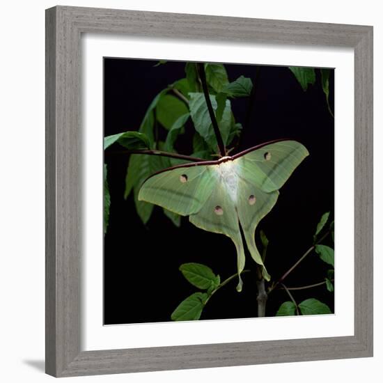 Indian Moon Moth-null-Framed Photographic Print