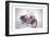 Indian Motorcycle, 2009-Anthony Butera-Framed Giclee Print