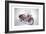 Indian Motorcycle, 2009-Anthony Butera-Framed Giclee Print