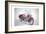 Indian Motorcycle, 2009-Anthony Butera-Framed Giclee Print