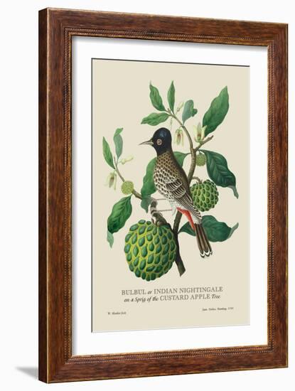 Indian Nightingale-J. Forbes-Framed Art Print