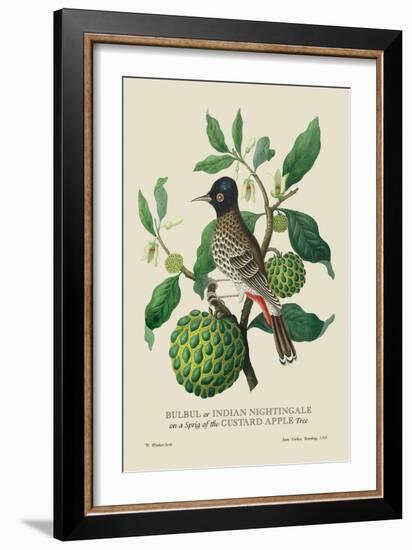 Indian Nightingale-J. Forbes-Framed Art Print