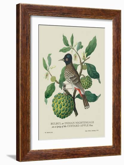 Indian Nightingale-J. Forbes-Framed Art Print