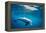 Indian Ocean bottlenose dolphin swimming, Egypt-Alex Mustard-Framed Premier Image Canvas
