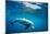 Indian Ocean bottlenose dolphin swimming, Egypt-Alex Mustard-Mounted Photographic Print