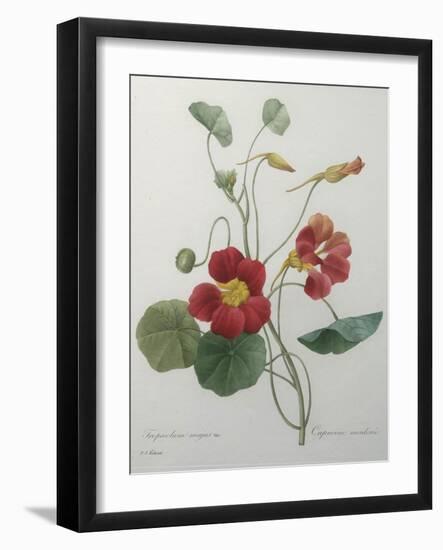 Indian or Capucine Monk's Cress-Pierre-Joseph Redoute-Framed Art Print