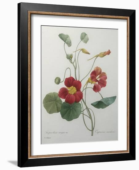 Indian or Capucine Monk's Cress-Pierre-Joseph Redoute-Framed Art Print