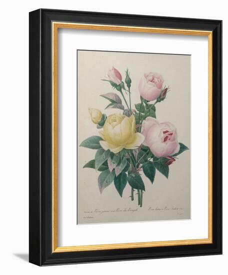 Indian or Rose of Bengal-Pierre-Joseph Redoute-Framed Art Print