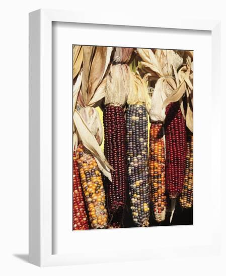 Indian Ornamental Corn,The Hamptons, Long Island, New York State, USA-Robert Harding-Framed Photographic Print