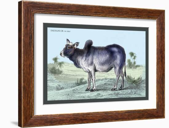 Indian Ox-John Stewart-Framed Art Print