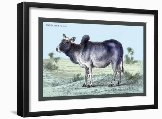 Indian Ox-John Stewart-Framed Art Print