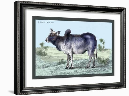 Indian Ox-John Stewart-Framed Art Print