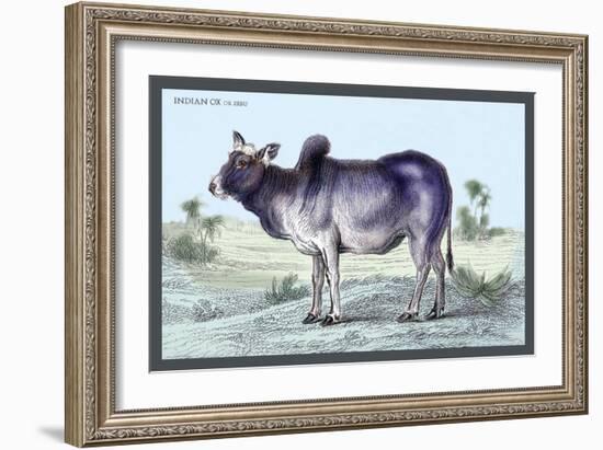 Indian Ox-John Stewart-Framed Art Print