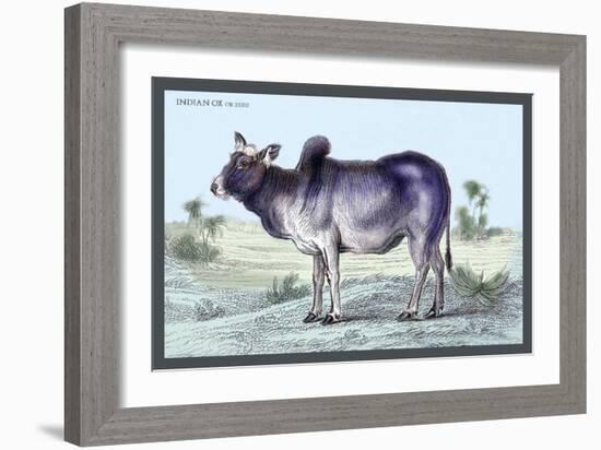 Indian Ox-John Stewart-Framed Art Print