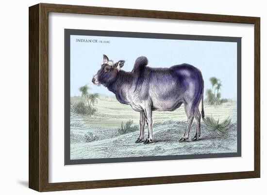 Indian Ox-John Stewart-Framed Art Print