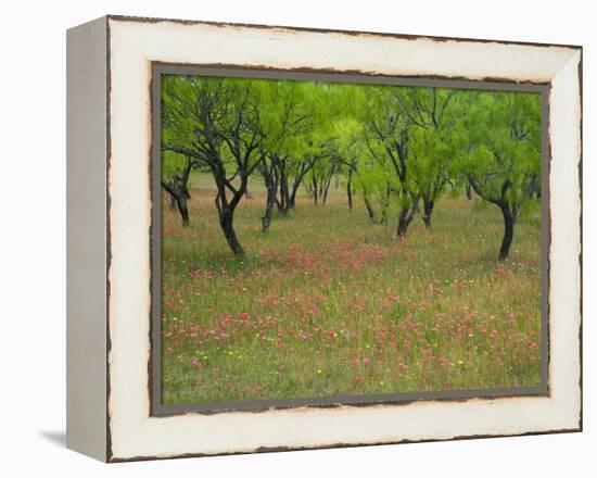 Indian Paint Brush and Young Trees, Devine Area, Texas, USA-Darrell Gulin-Framed Premier Image Canvas