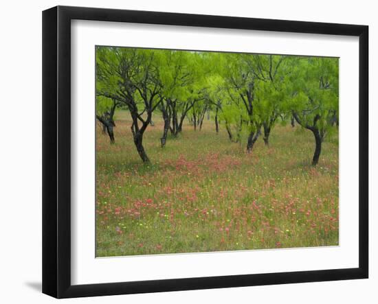 Indian Paint Brush and Young Trees, Devine Area, Texas, USA-Darrell Gulin-Framed Photographic Print