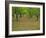 Indian Paint Brush and Young Trees, Devine Area, Texas, USA-Darrell Gulin-Framed Photographic Print