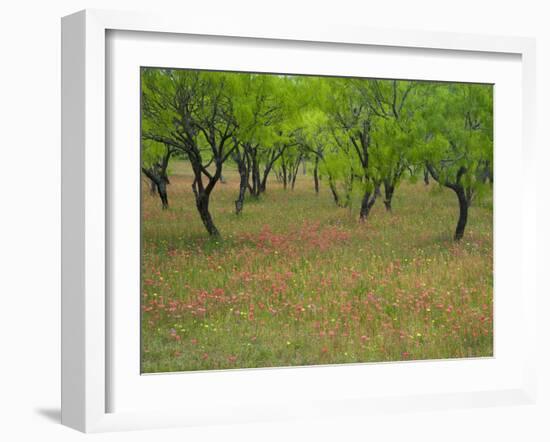 Indian Paint Brush and Young Trees, Devine Area, Texas, USA-Darrell Gulin-Framed Photographic Print