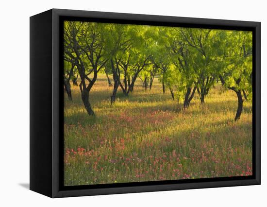 Indian Paint Brush and Young Trees, Devine Area, Texas, USA-Darrell Gulin-Framed Premier Image Canvas