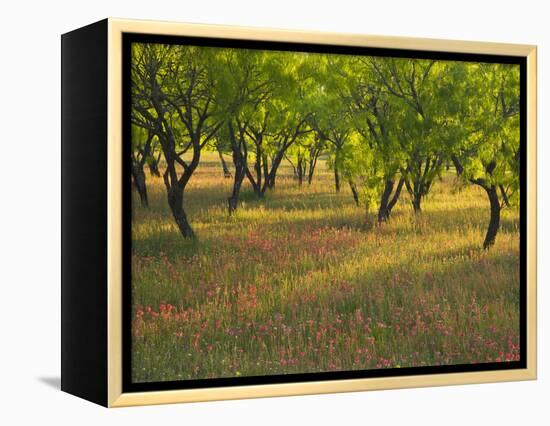 Indian Paint Brush and Young Trees, Devine Area, Texas, USA-Darrell Gulin-Framed Premier Image Canvas